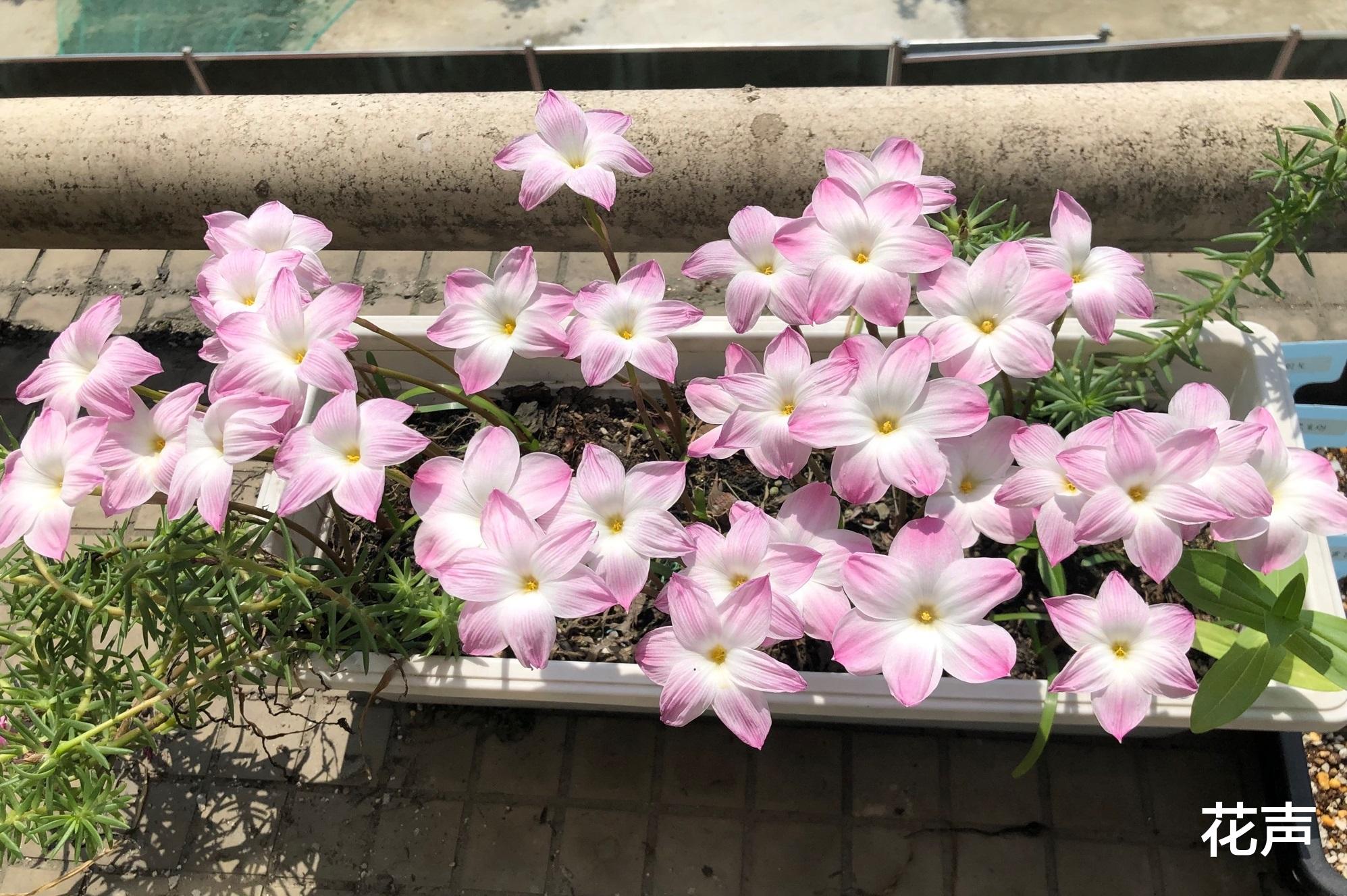 花声|网红盆栽—胖丽丽,美丽又可爱,丰花勤花,养护简单,很值得拥有