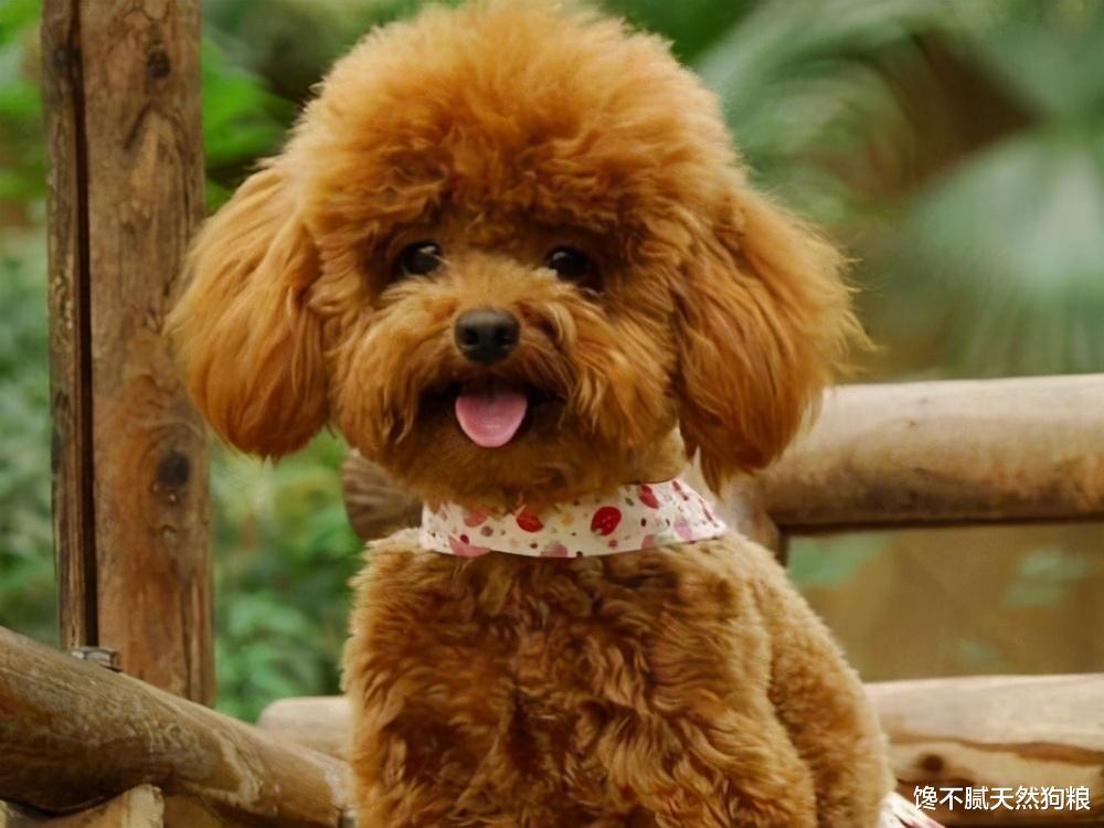 |泰迪总是“舔爪子”，不排除生病的可能性