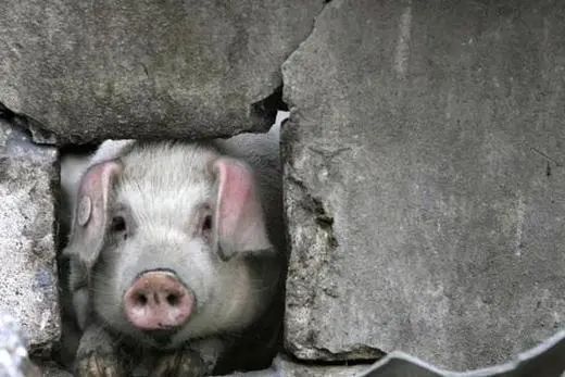 夏阳无秋艺 重生13载，老主人带曾经喜欢的食物探望“猪坚强”