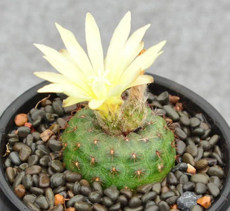 种上阳台|误以为仙人掌很难开花，凑齐“4个条件”，开花一点不难！