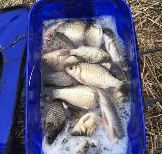 玉米|冬季窝料之王是什么? 对比之下才知道, 没什么是一把酒米解决不了的