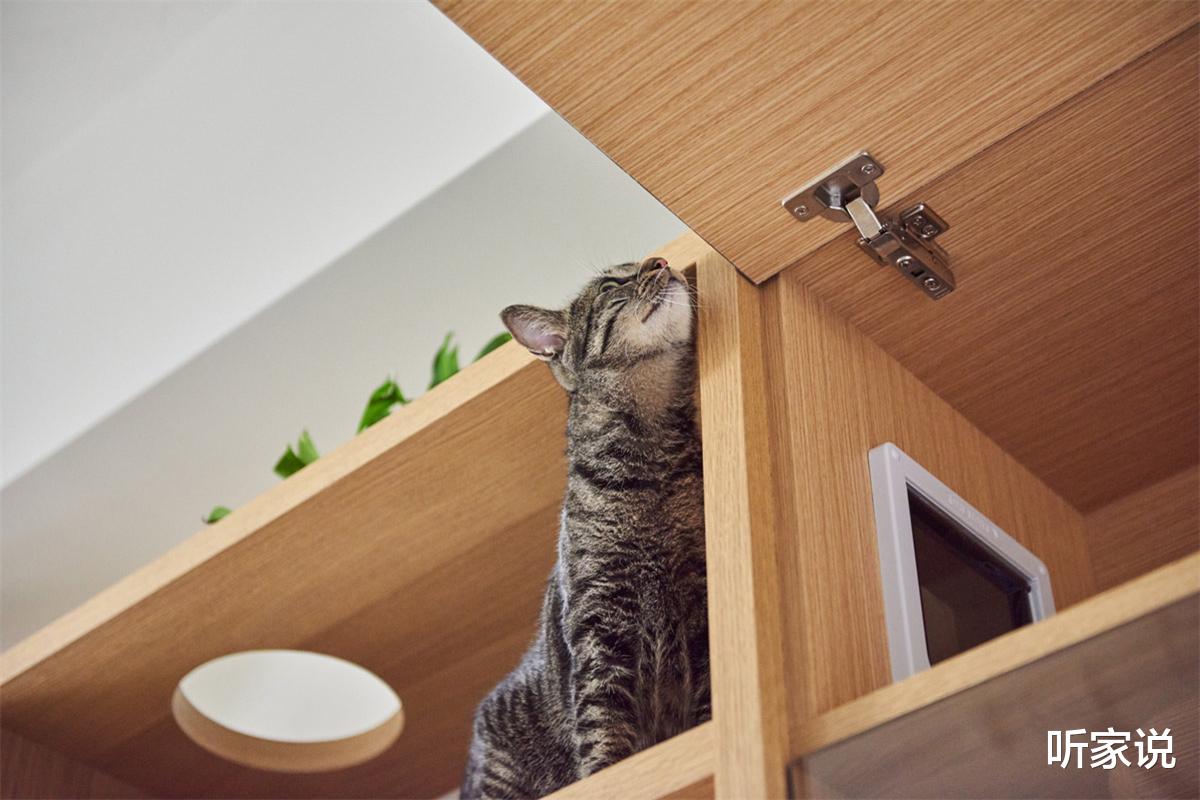 |日本90后姑娘太自律:每天把家收拾得一尘不染,入住4年干净如新