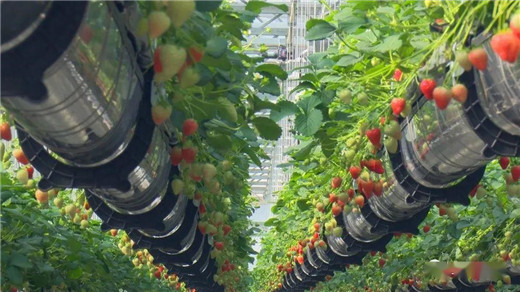 人类离实现全员自由就差这一关键技术