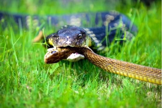 眼镜王蛇 唯一没有天敌的蛇，“眼镜王蛇”，如果把它放到非洲会被克制吗？