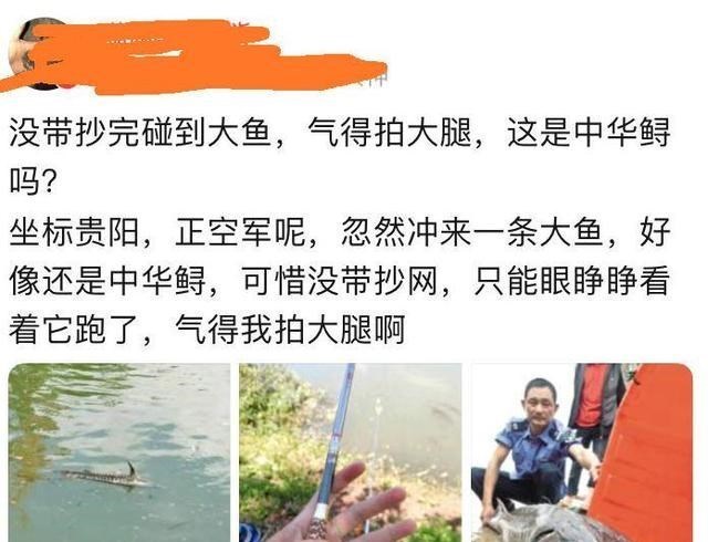 中华鲟|贵阳钓鱼人在河边正钓着鱼，河面忽然漂来一条“中华鲟”