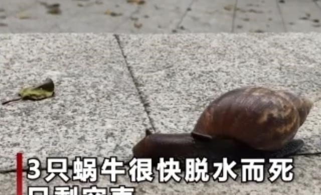  蜗牛被一把盐“溶解”，究竟是什么原理？为何造成一位博士被捕？
