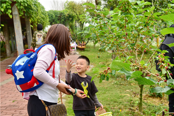指动传媒 摘桑果,放鱼苗,乘画舫,清明假期佛山渔耕粤韵踏青摘果忙