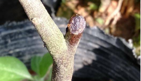 沉香|老羊聊香：结油以后的沉香是什么样呢？