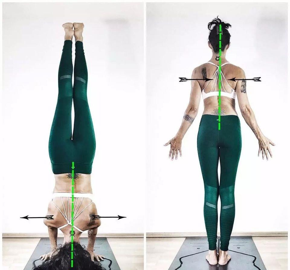 运动|练瑜伽，这些解剖常识你要知道（附28个常见体式解剖图）