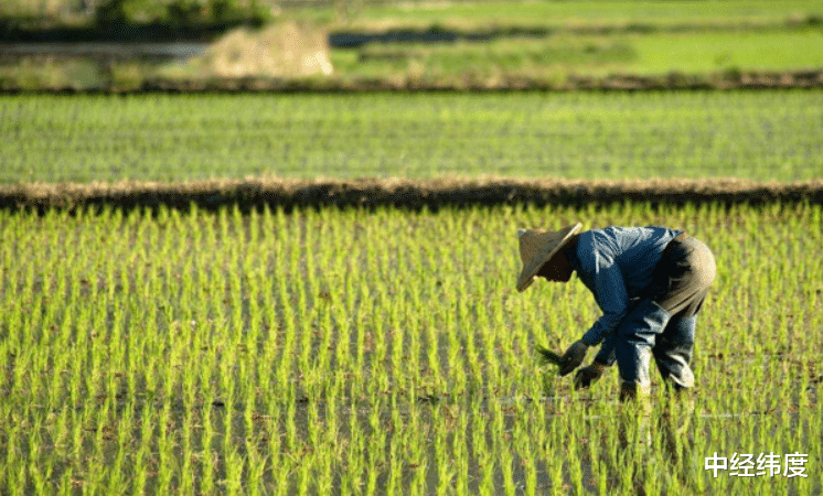澳超|粮食补贴落地!今年每亩地补贴将调成“这个数”,涉及家家户户