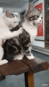 |“我叫诸葛,我爸希望我前途光亮,所以我叫什么?”忍不住了!