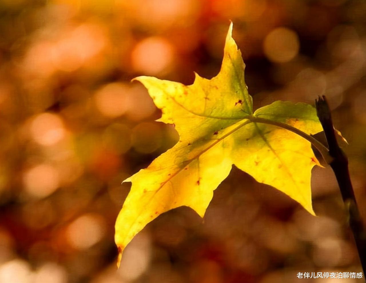 老伴儿风停夜泊聊情感 男人不爱了,才会这样做!离开才是上策