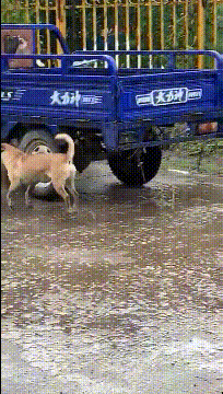 歪骆驼|“小姐姐耍得一手好面条，这小眼神也是绝了”