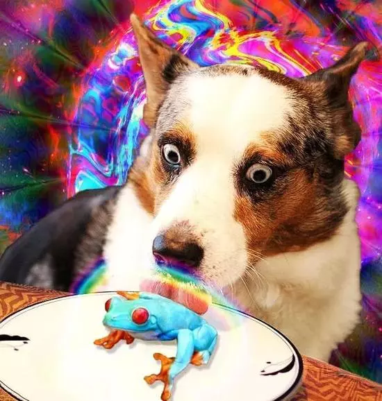 蟾蜍 国外有人已经吸起蟾蜍毒了，有点可怕