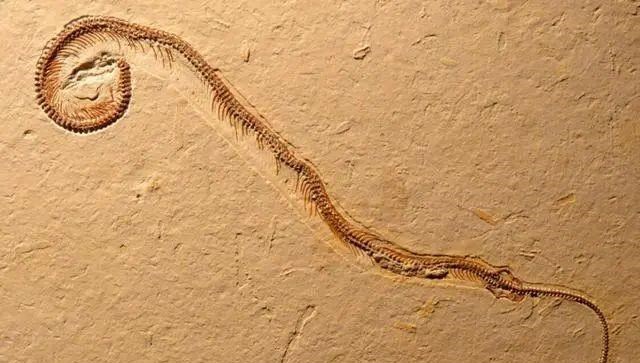 毒蛇 都知道毒蛇有毒，但你知道世界上的毒王是哪种蛇吗？本文给你揭秘