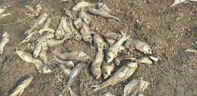 洞庭湖|洞庭湖出现神奇的一幕，上万条野生鱼聚集在一起，为啥没人敢捞？