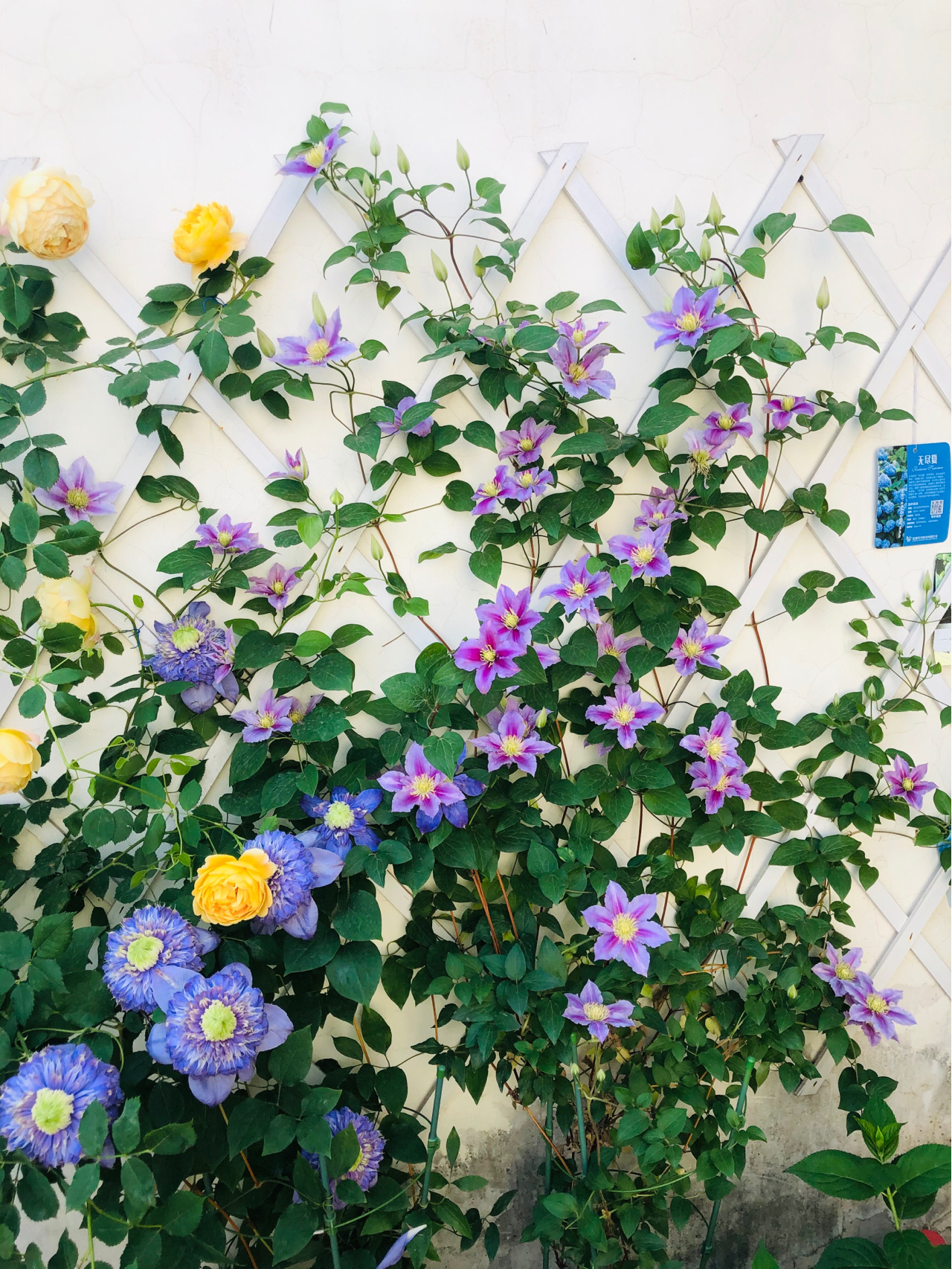 为了建花园，买了个带40㎡露台的顶楼房，入住四年如今美成了画