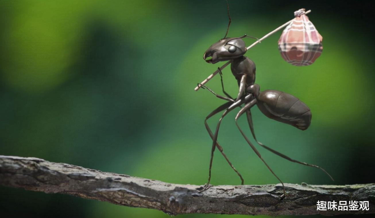 |一只蚂蚁就能建立高级文明？或许我们在蚂蚁眼中，才是低级生物