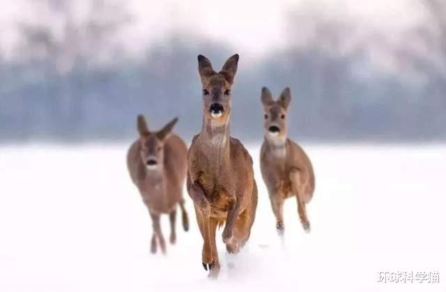 极其罕见！东北发现神兽“白狍子”，狍子有多傻，为何没有灭绝？