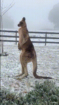 小叶娱记 “小姨子为什么天天找我打球,我又不是对手!”难道她有另有企图?