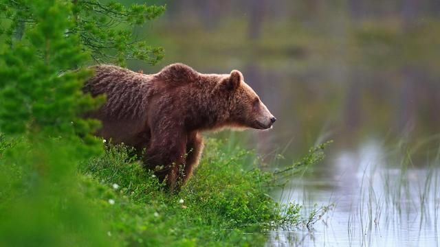  北极熊打不过棕熊，并不是体形的差距，而是因为天生拥有这个缺陷