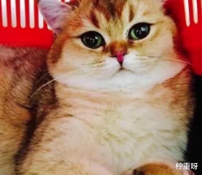 柠重呀|林生斌特爱猫？会蹲下给流浪猫拍照，发文悼念火灾中丧生的金宝