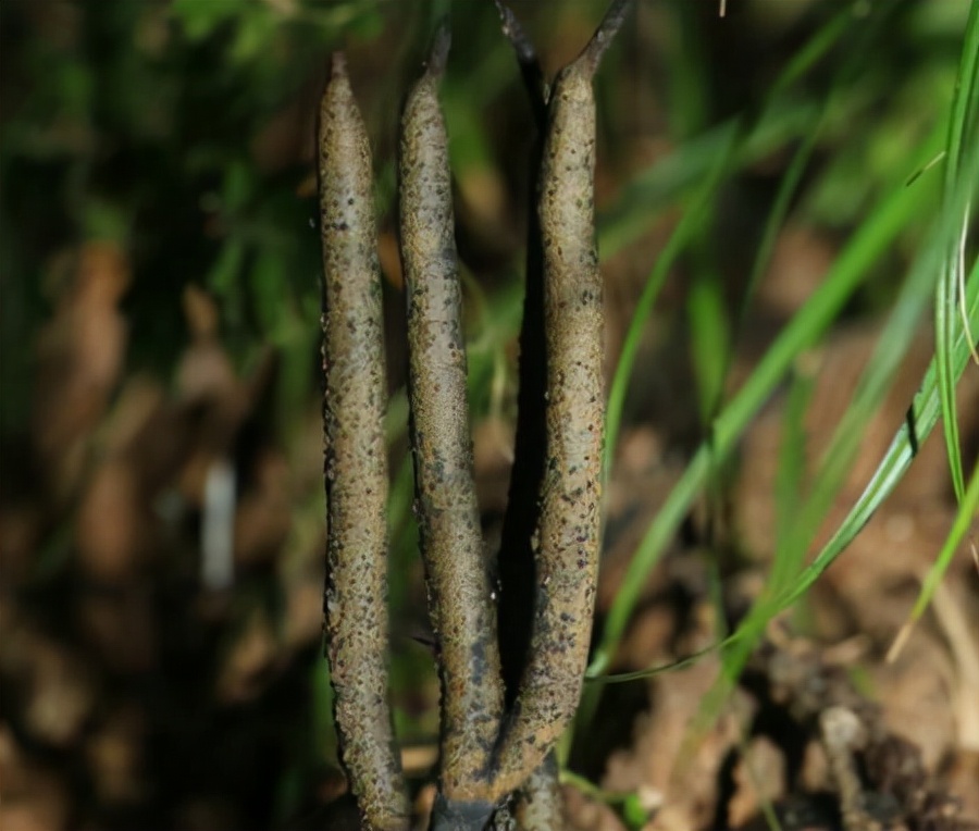 白蚁 长在白蚁窝里的菌类，价格超过黄金，为什么挖到的人就是不肯卖？