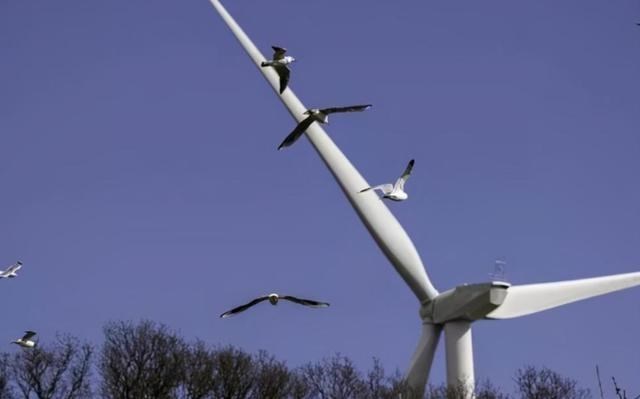 1年讓44萬隻鳥喪生，被稱“絞殺機”的風力發電，有存在必要嗎？-圖3