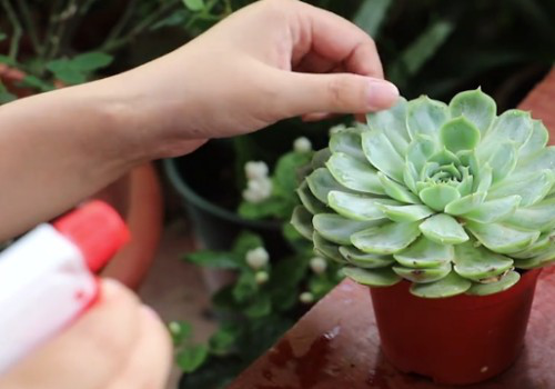 三农小六子 水从盆底漏出就证明浇透了？不一定！这样做才能彻底浇透