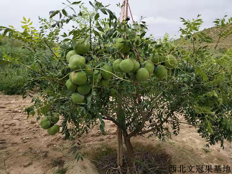 阿尔茨海默病 文冠果被全球学界封为“生命之果”