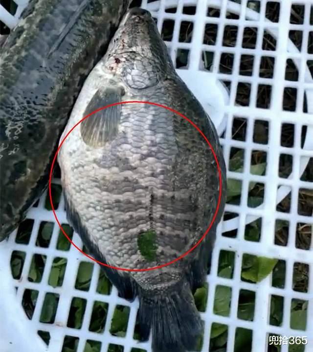广东省|乌鱼出轨还是鲫鱼劈腿?广东一男子罕见钓获怪鱼,专家:最好别吃