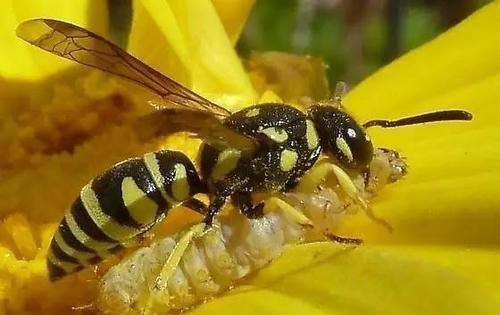 律师|肖之娥说郭威是杜新枝的养子。网友：文学学士忘了螟蛉有子吗？