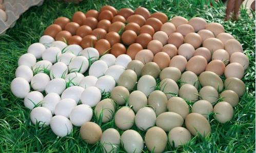 鸡蛋|“激素鸡蛋”危害大,放手心看一看,一眼就能识别激素鸡蛋