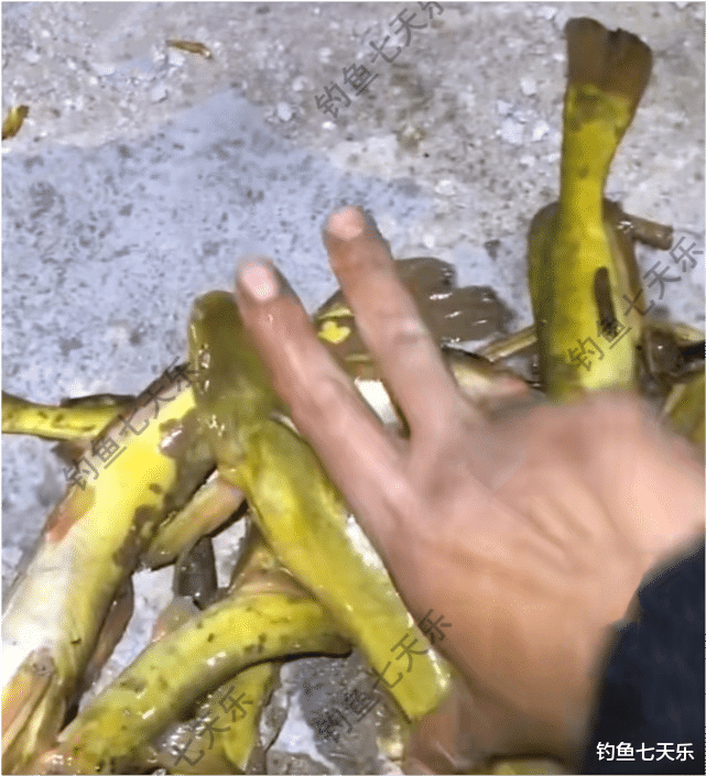 池塘|黄河涨水，“牛尾巴”鱼被冲了出来！有钓鱼人一晚上钓了几十条