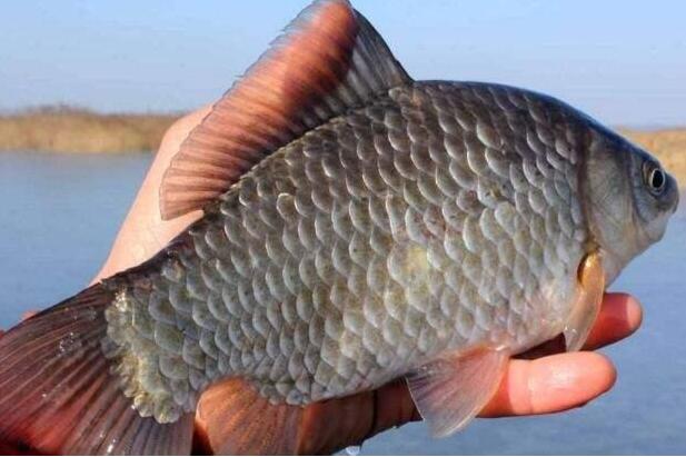 饵料|从鱼的味觉、听觉、视觉来研究钓鱼，研究透了还怕钓不到鱼吗？