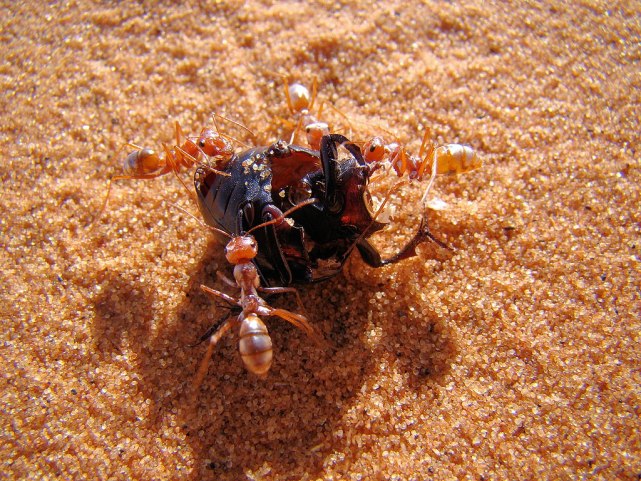 撒哈拉沙漠 撒哈拉沙漠里的“快银”：和高温赛跑的蚂蚁，每天只工作10分钟