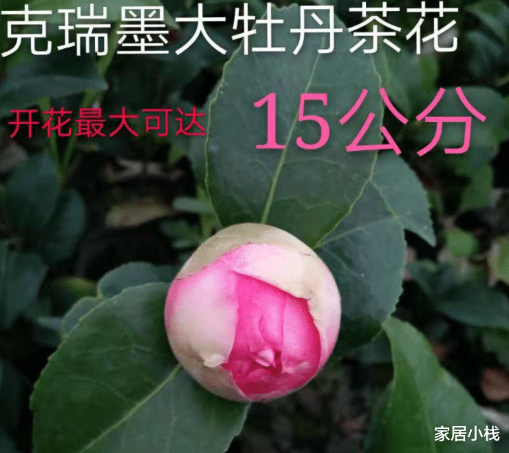 家居小栈|什么样的花卉，能让客厅“显大气”？