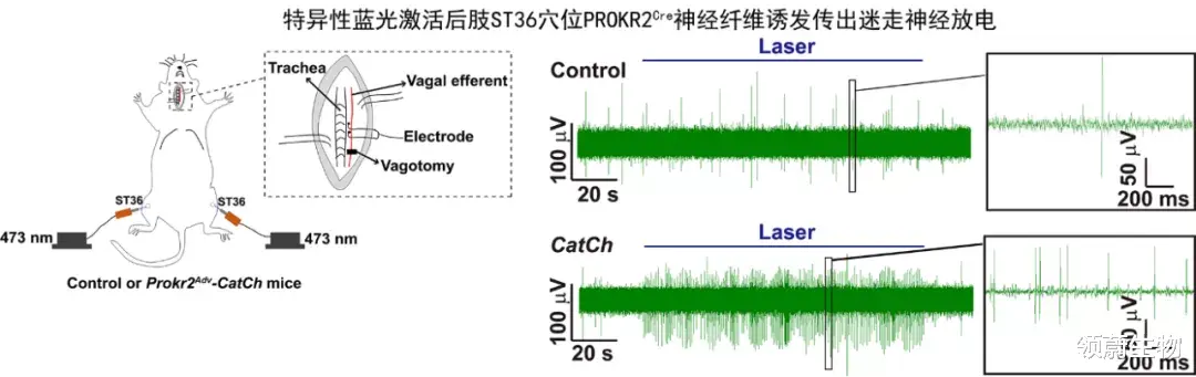 针灸 历史性突破：针灸研究登上Nature，哈佛华人学者为穴位存在提供现代神经解剖学基础