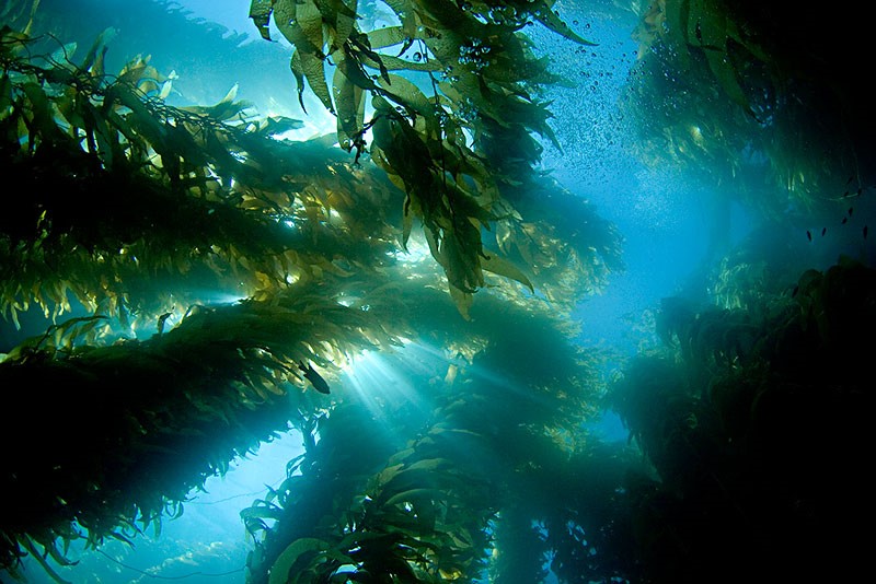  大洋底部的森林奇观（巨藻）