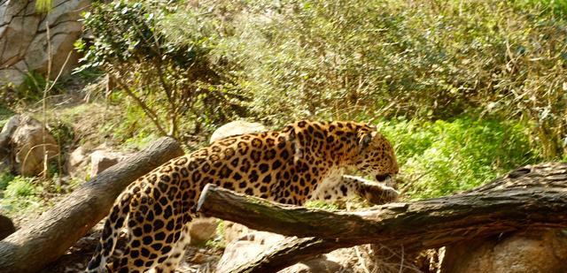 大成讲娱乐 动物园做得好的寥寥无几，红山的好不是吹出来的，是做出来的