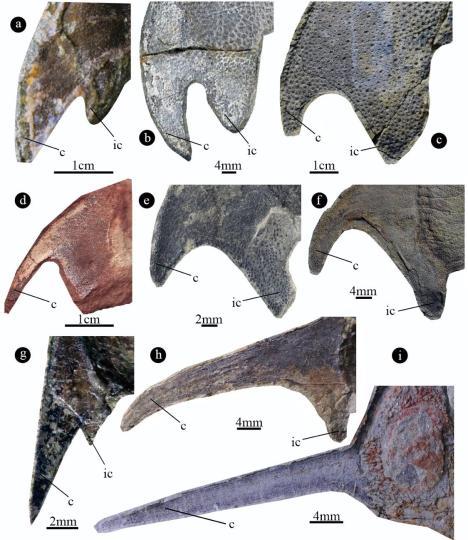 化石 中国学者研究发现最古老三尖鱼类:4.19亿年前“刘氏镰角鱼”