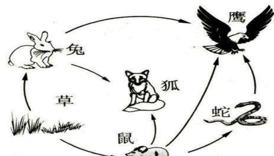 麻雀泛滥,并没有灭绝的风险,为什么还要被保护无人敢抓?