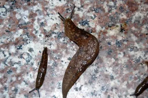 地球上的八种不同的软体动物类别