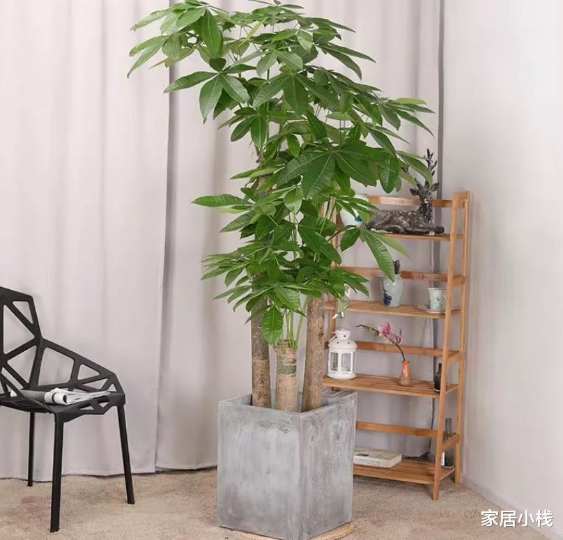 家居小栈 代表好寓意的“5种花”，观赏性也不低，客厅摆放很合适