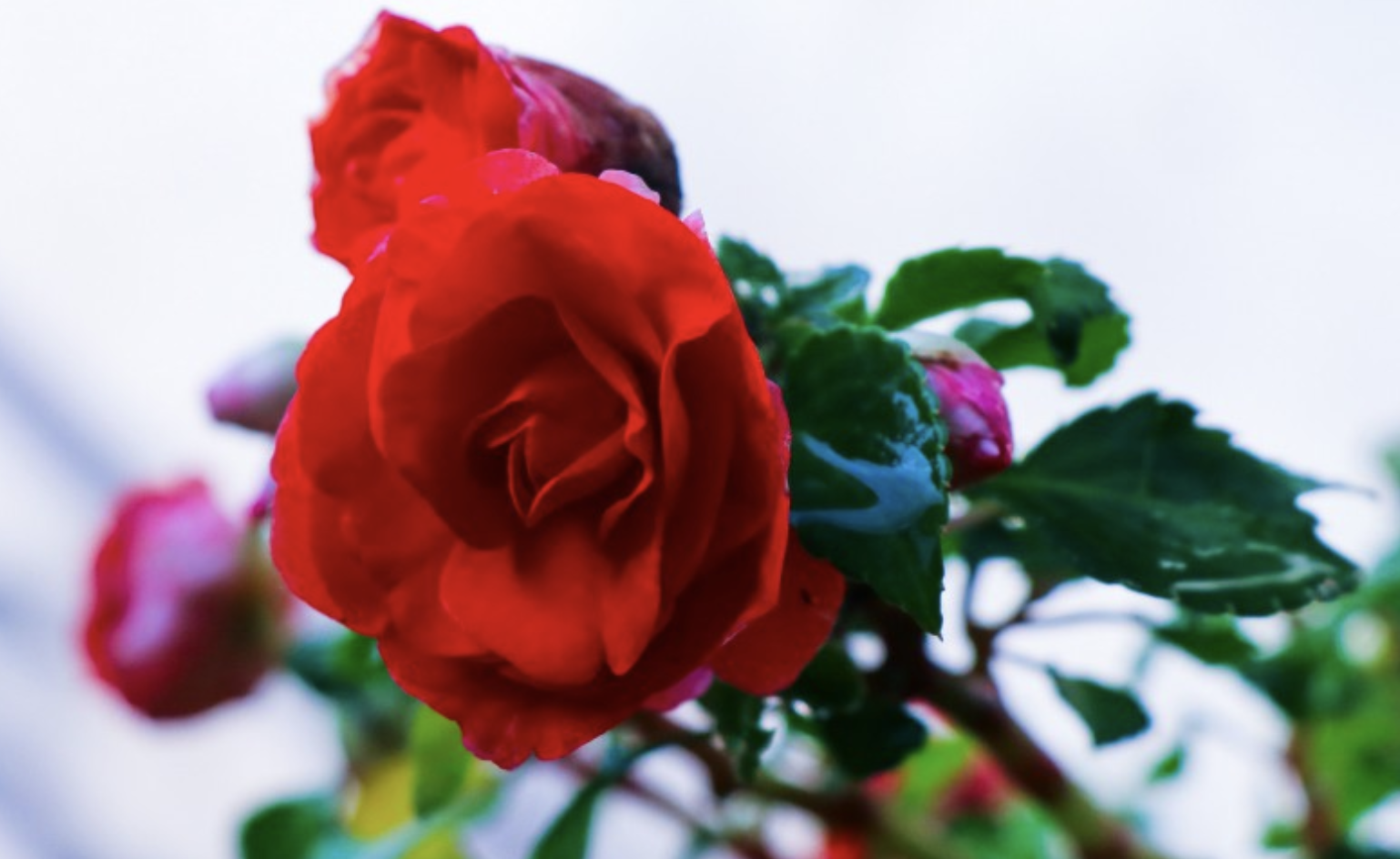 巨蟹座|9月底，彻底翻身，福气满满，钱包鼓鼓，3生肖步步高升，旗开得胜