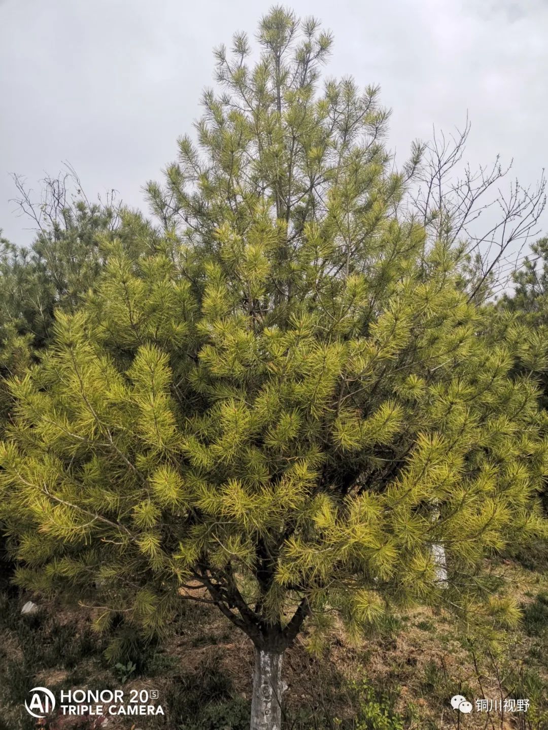 铜川周春辉 清明时节大美王家河的湿地公园