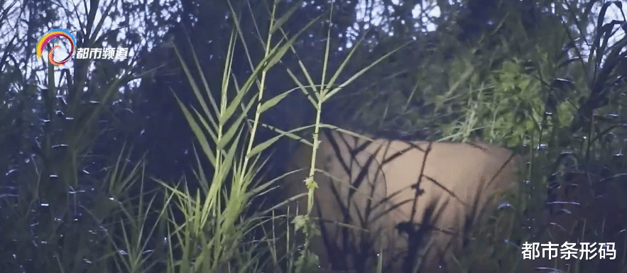 都市条形码 全程警戒！亚洲象又进城了！这次“打卡”星光夜市