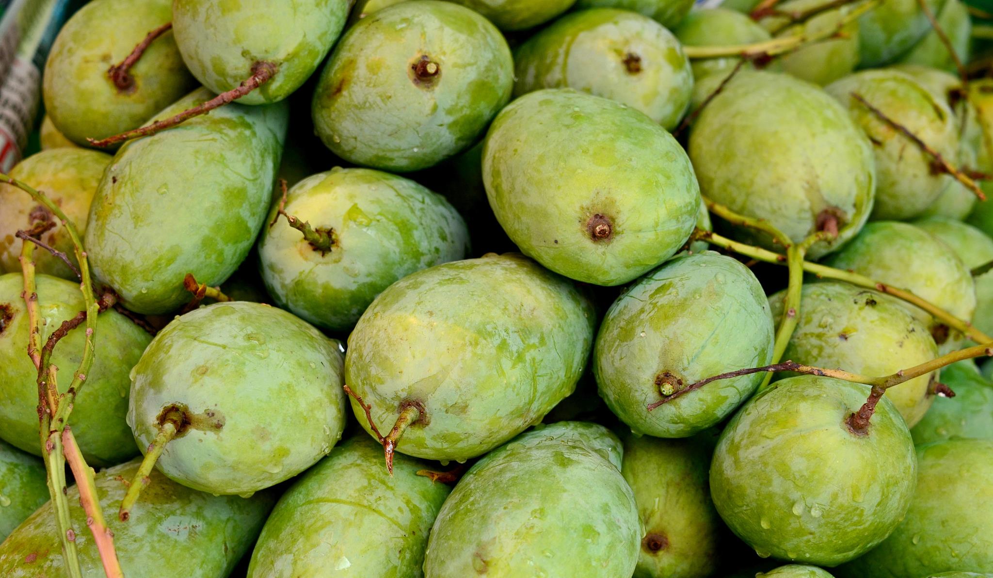 时尚家居TRENDS|芒果采后出现黑皮怎么办？这两点措施防治“黑皮”不减产