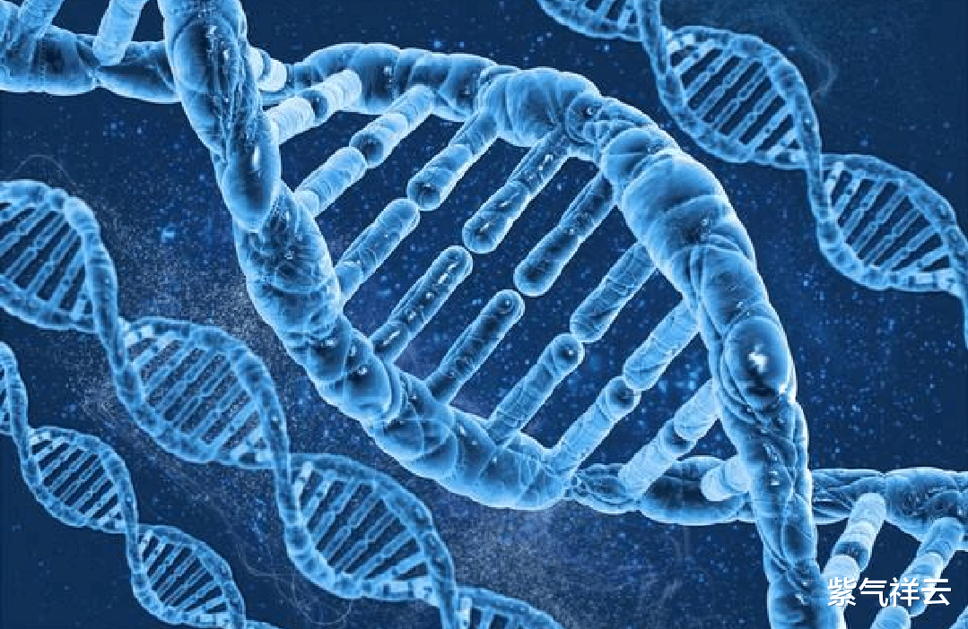 染色体 人为什么不能长生不老呢