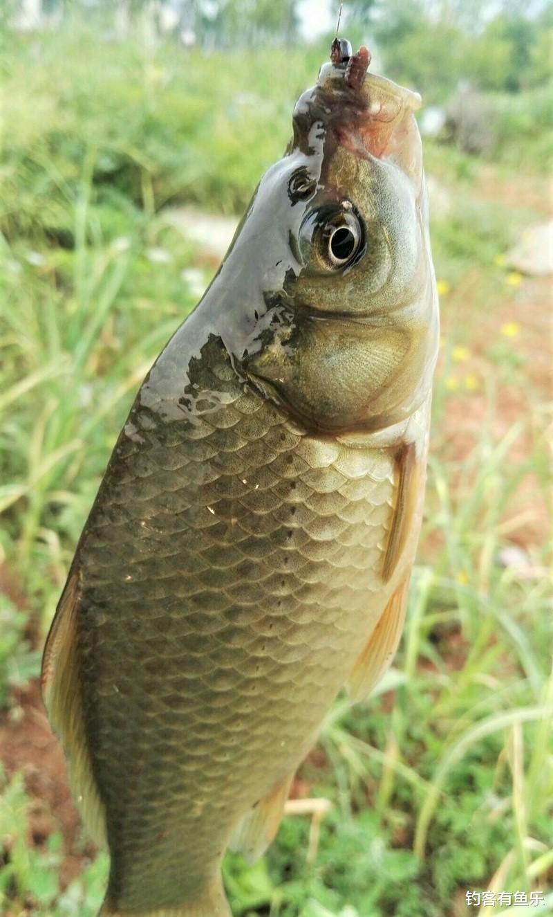 饵料|钓鱼明明有口变没口，6种操作误区，你占了几种？